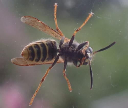 Réf. 312 200 : Dolichovespula saxonica